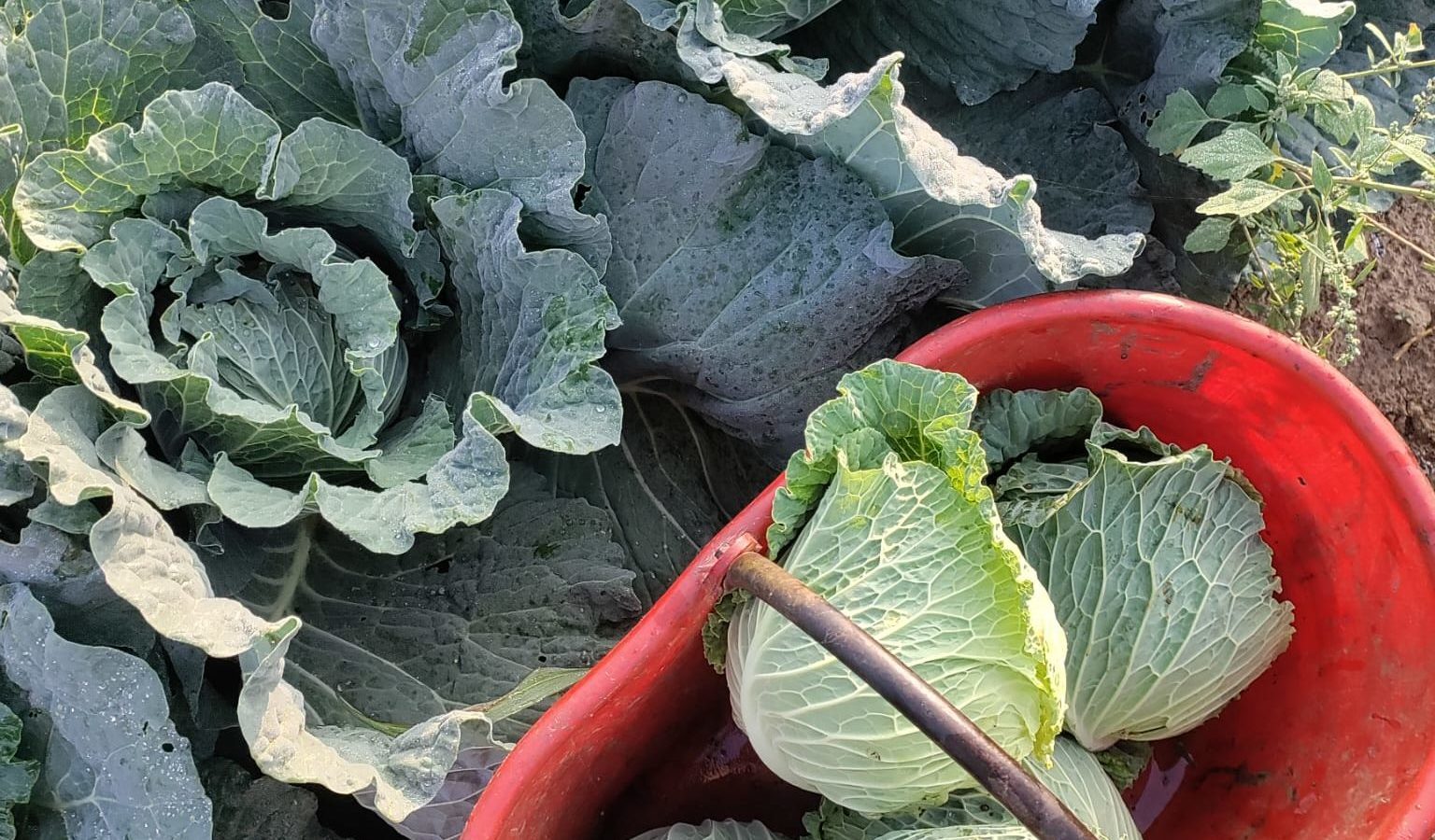 FARM SPERANZA