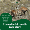 Il Bramito dei Cervi in Valle Stura
