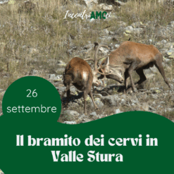 Il Bramito dei Cervi in Valle Stura