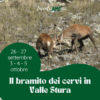 Il Bramito dei Cervi in Valle Stura