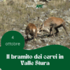Il Bramito dei Cervi in Valle Stura