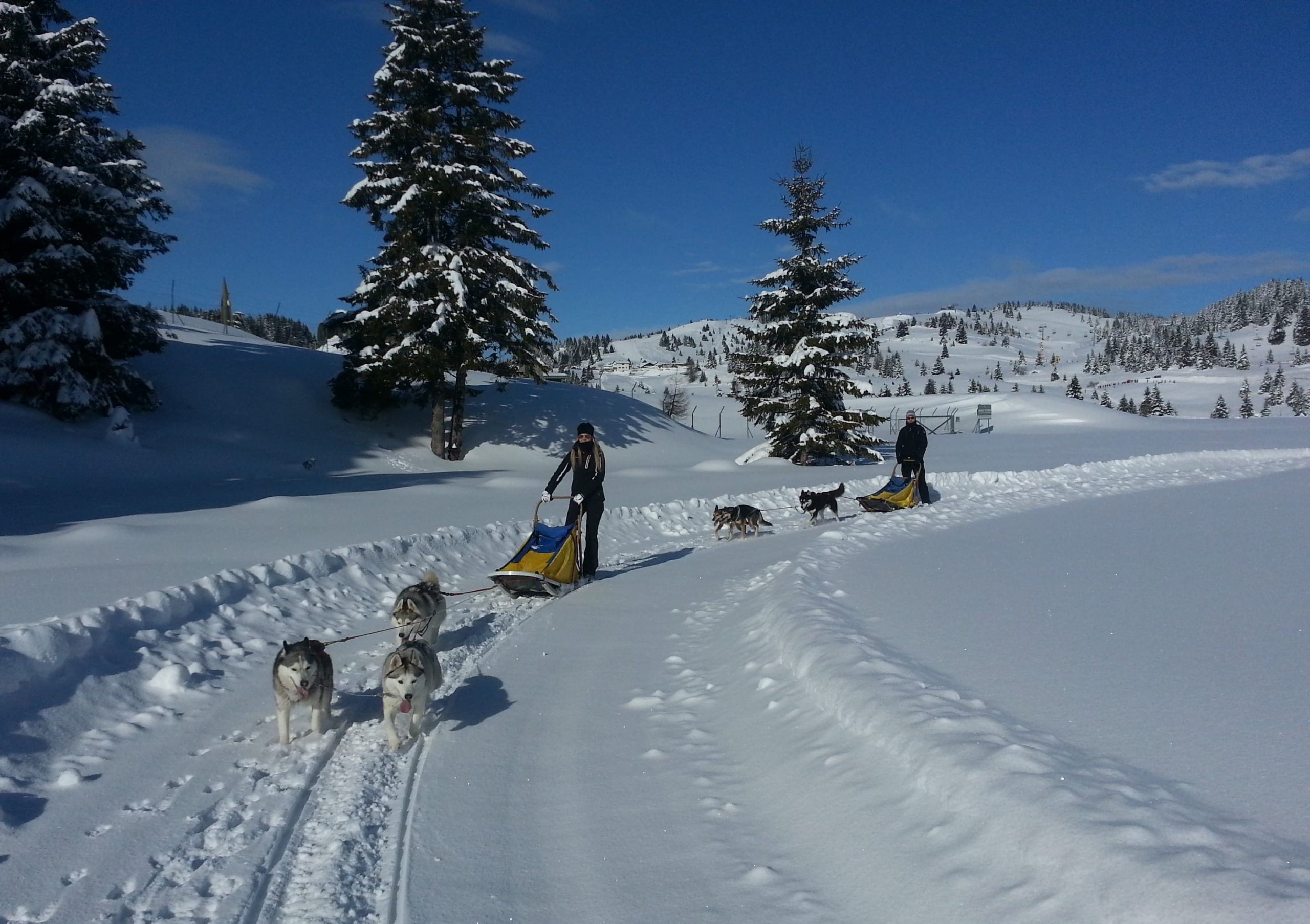 WINDSHOT SLEDDOG ADVENTURE